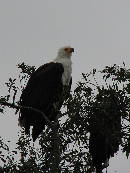 raptorsbunyonyi